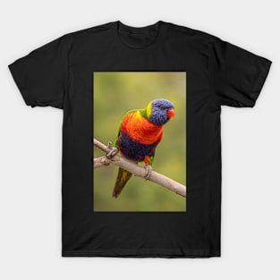 Rainbow Lorikeet T-Shirt